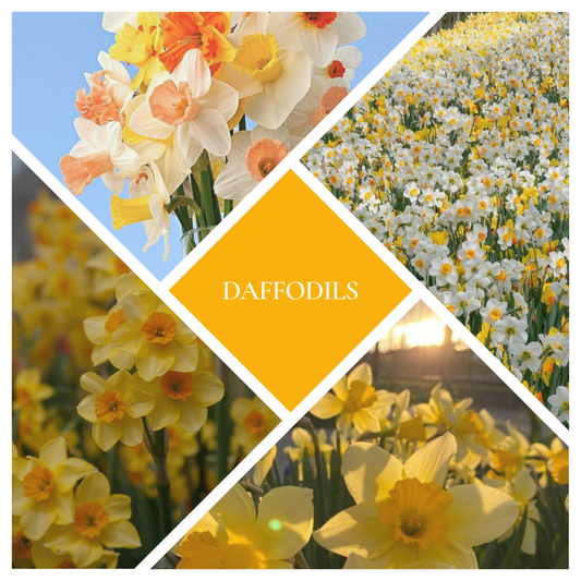 * NEW * Daffodils Woodwick Candle