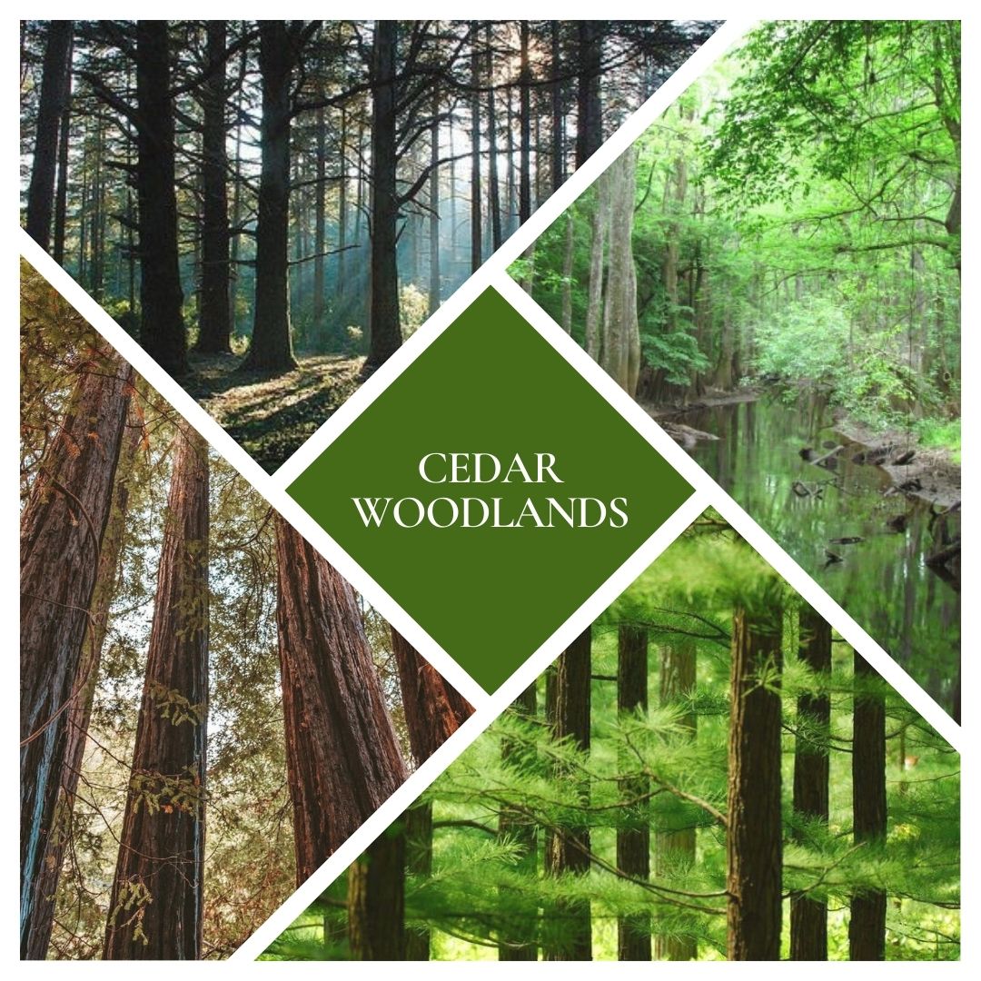 Cedar Woodlands Reed Diffuser