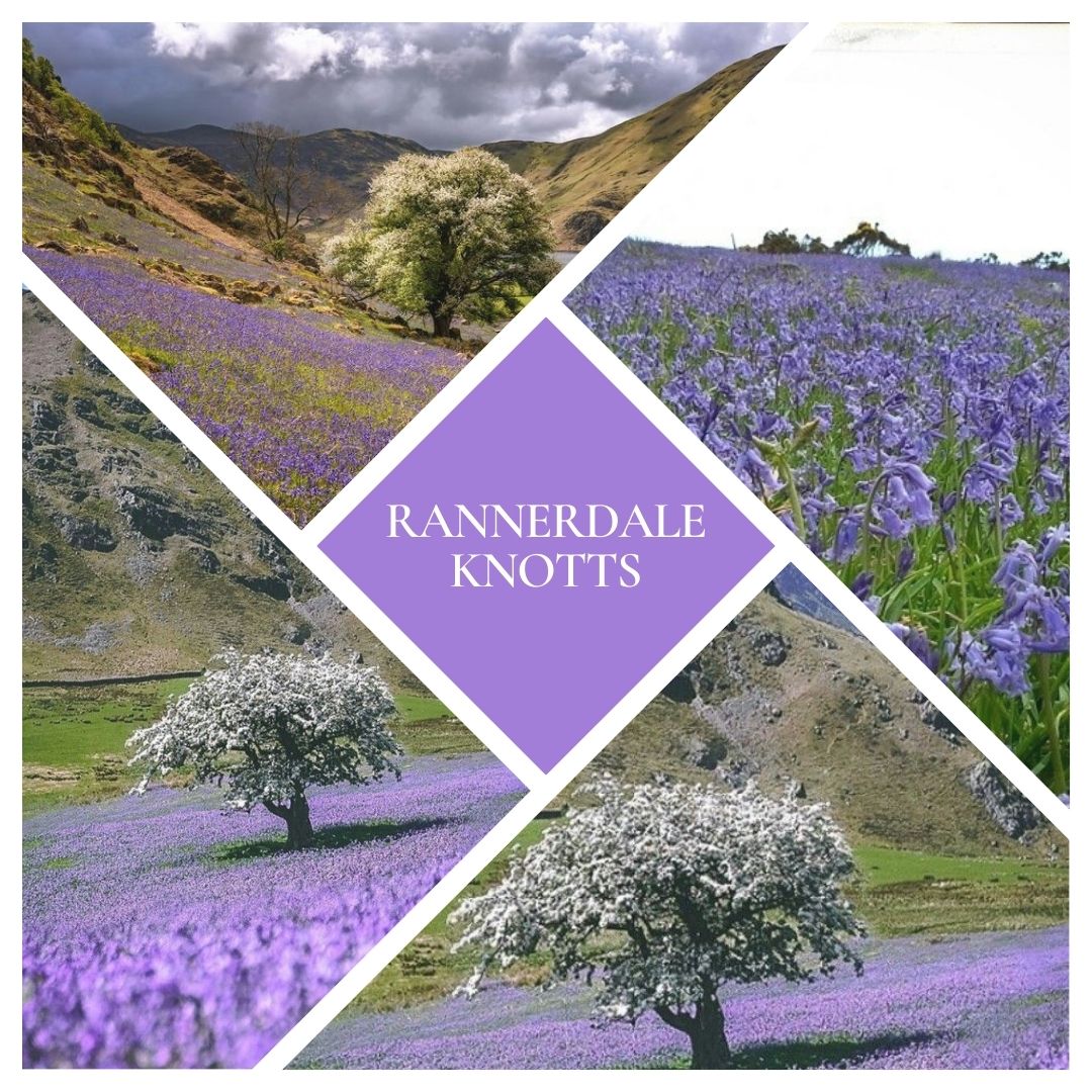 Rannerdale Knotts Bluebell Woodwick Candle