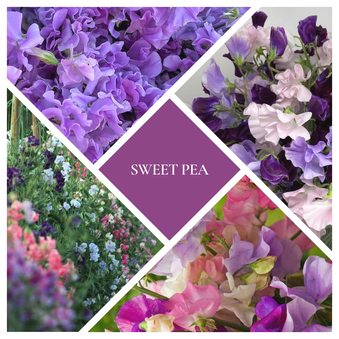 * NEW * Sweet Pea Woodwick Candle