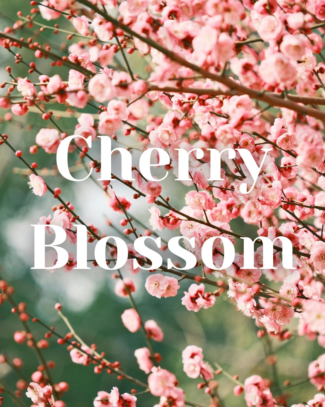 * NEW * Cherry Blossom Woodwick Candle