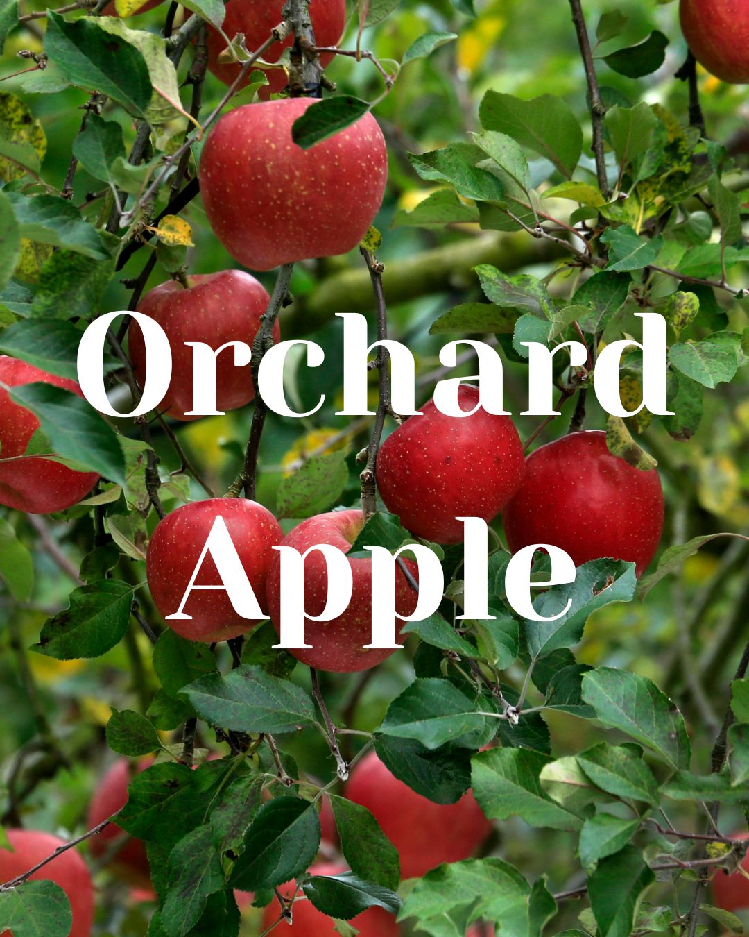 * NEW * Orchard Apple Woodwick Candle