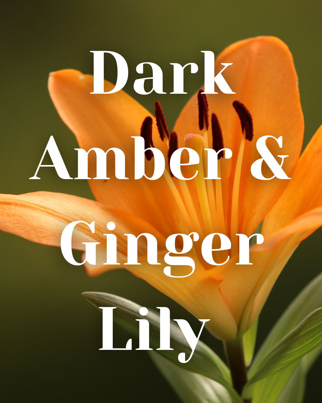 * NEW * Dark Amber & Ginger Lily Woodwick Candle