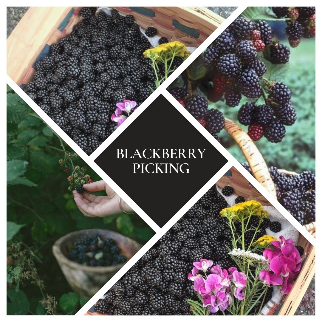 Blackberry Picking Woodwick Candle