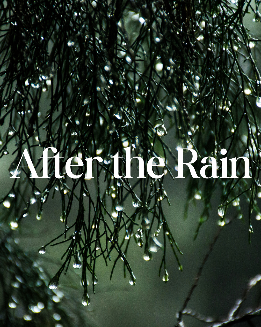 * NEW * After the Rain Reed Diffuser